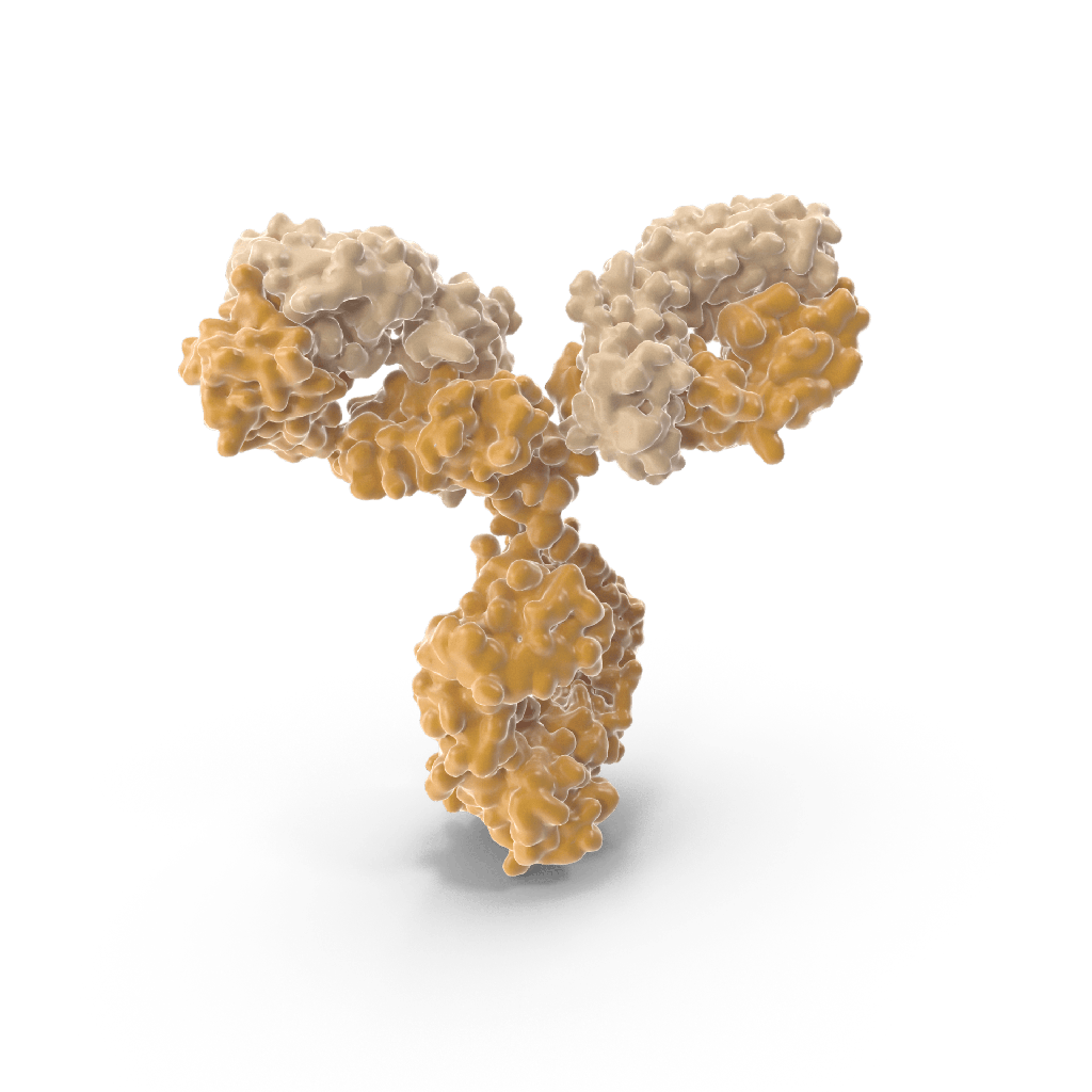 Anti-Pectic polysaccharide, homogalacturonan (monoclonal, clone LM20)